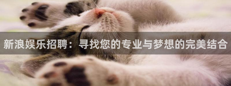 银河娱乐体育f开号：新浪娱乐招聘：寻找您的专业与梦想的完美结合