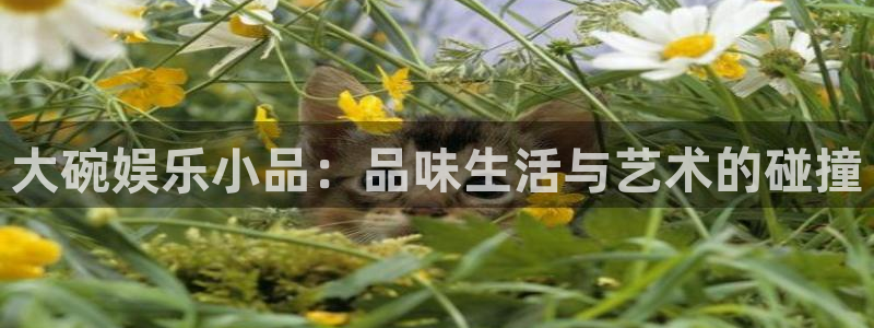 银河娱乐登录界面入口：大碗娱乐小品：品味生活与艺术的碰撞